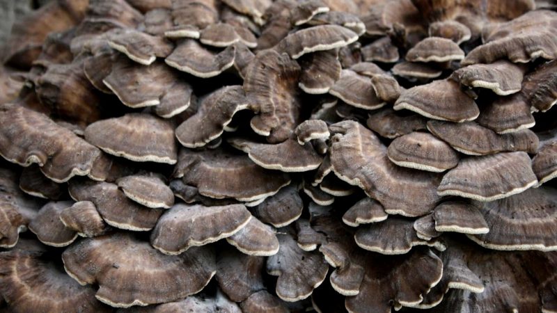 4 Health Benefits of Maitake (Grifola Frondosa)