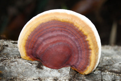 Reishi Products