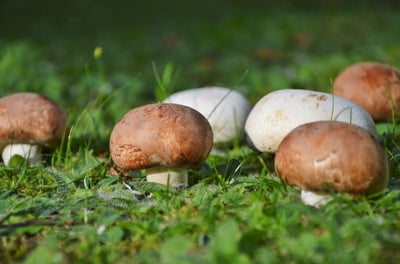 Royal Sun Agaricus Products